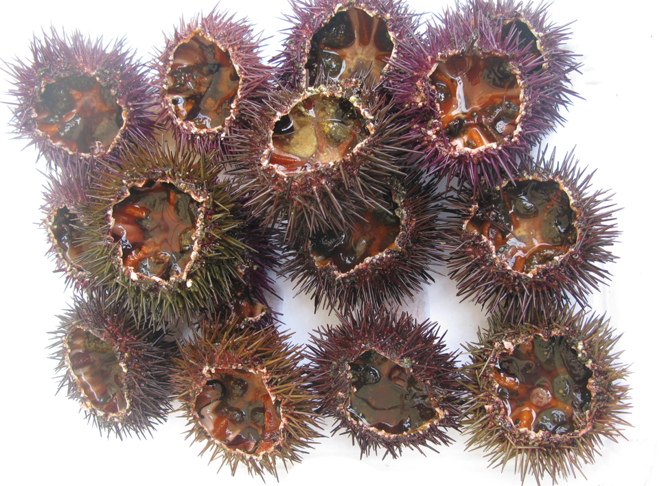 sea urchins on a cart : this is how we do christmas in the campo